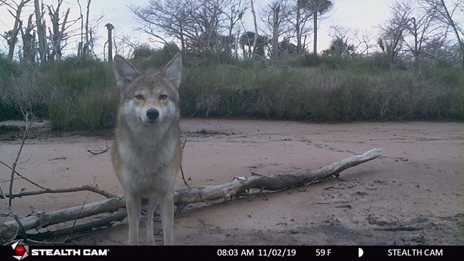 A healthy adult coyote with brown, tan, and white fur stares directly into the lens of a trail camera while walking along a brown mudflat. Tall grasses and dead trees can be seen in the background.