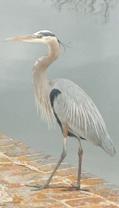 heron heron