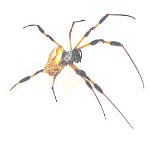 Golden Silk Spider Golden Silk Spider