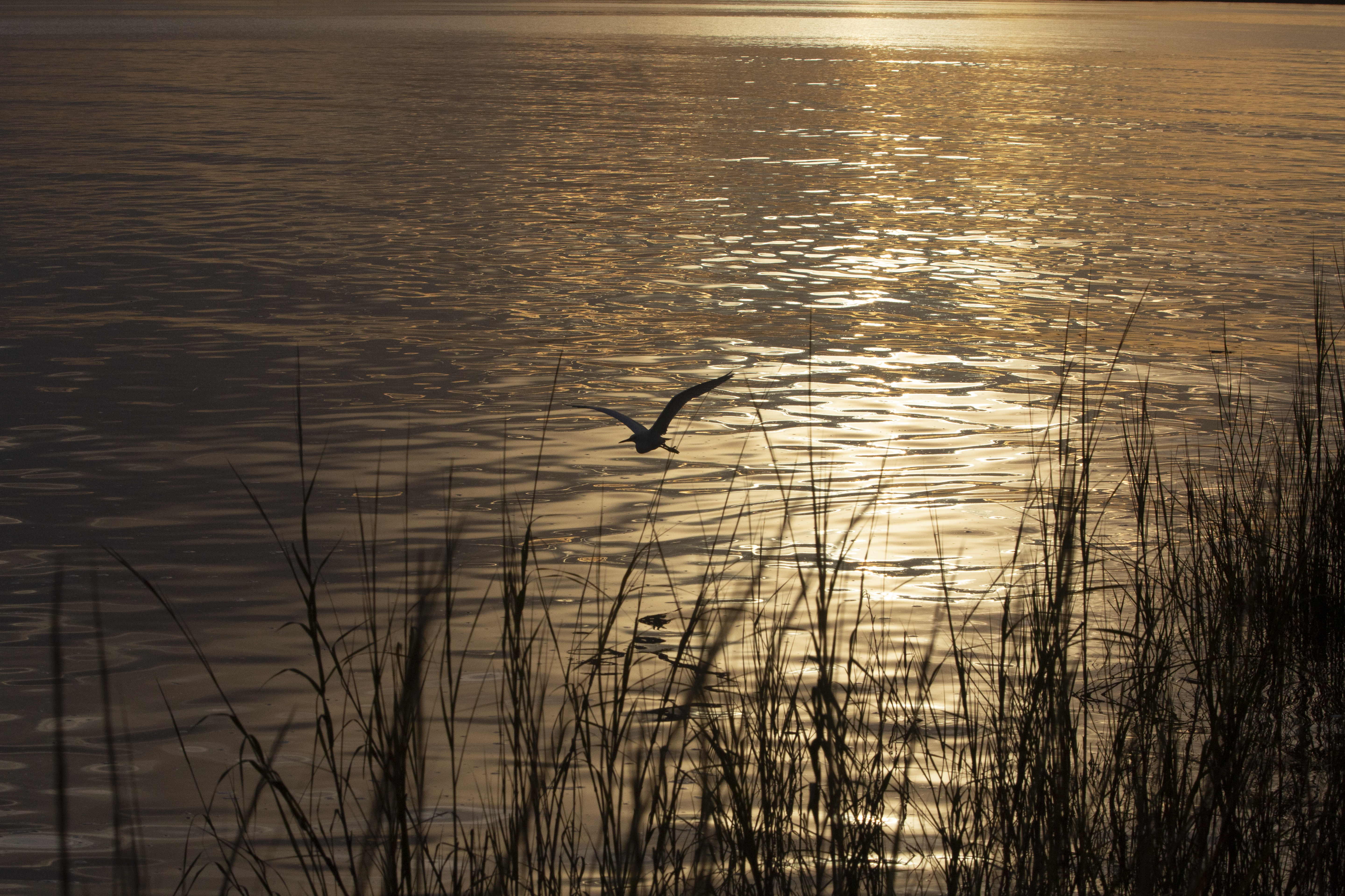 NR_Marsh_Egret A bird flies over a salt marsh