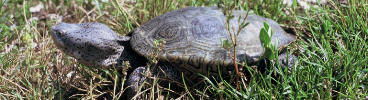 Diamondback Terrapin