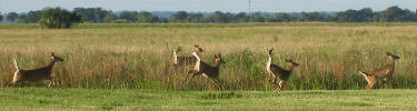 White-tailed deer at Fort Pulaski