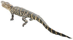 American Alligator