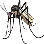 Mosquito