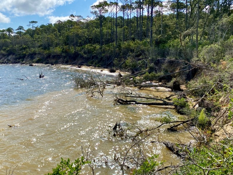 Closeup photo showing multiple trees collapsed into water along a shoreline.