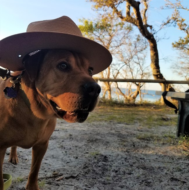 Square color photograph of a dog outside. The brown dogs head and shoulders are visible on the left side of the image as the dog looms close to the camera. The dog is wearing a green collar and a tan straw wide-brimmed park ranger hat.