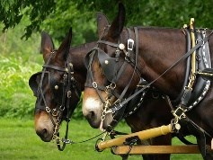 Mules were often used as draft animals