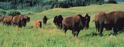 Bison Herd