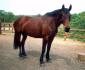 Horse on Grass