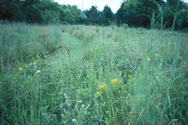 Tallgrass Prairie at Fort Scott