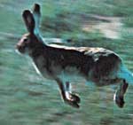 Jack rabbit