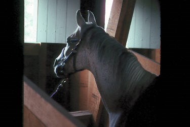 Stabled Horse