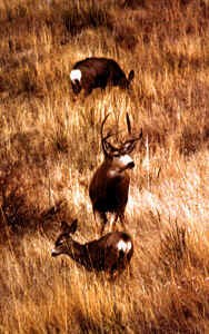 Whitetail bucks