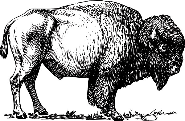 black and white drawing of bison