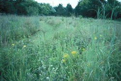 Tallgrass prairie at Fort Scott with trail through prairie in picture.