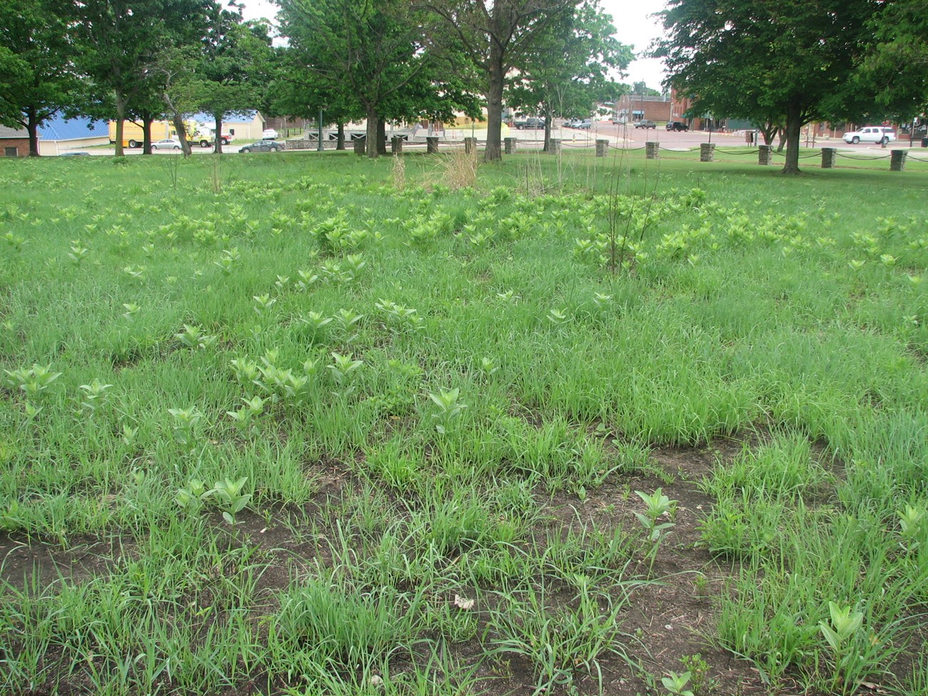 Tallgrass Prairie-Three Weeks after burn