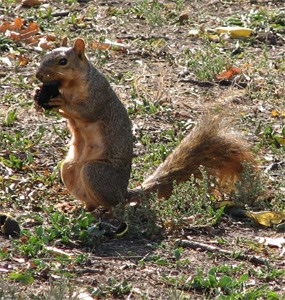 Common Ground Squirrel at Fort Scott gathering nuts for the winter.