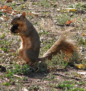 Common Ground Squirrel at Fort Scott gathering nuts for the winter. Common Ground Squirrel at Fort Scott gathering nuts for the winter.