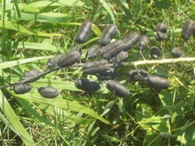 Wild Blue Indigo