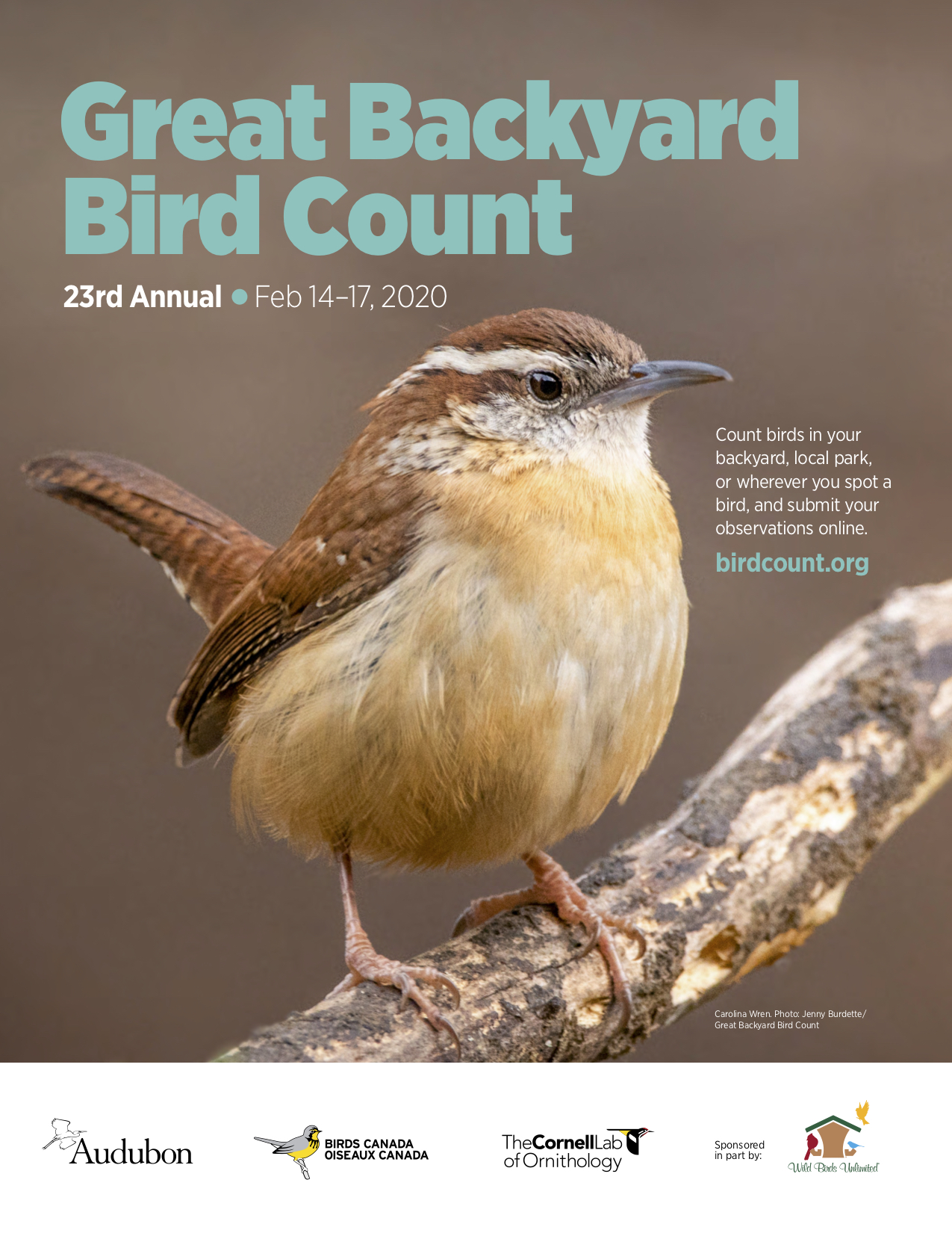The Great Backyard Bird Count poster featuring a Carolina Wren. Picture of the Great Backyard Bird Count poster with a Carolina Wren in the middle.