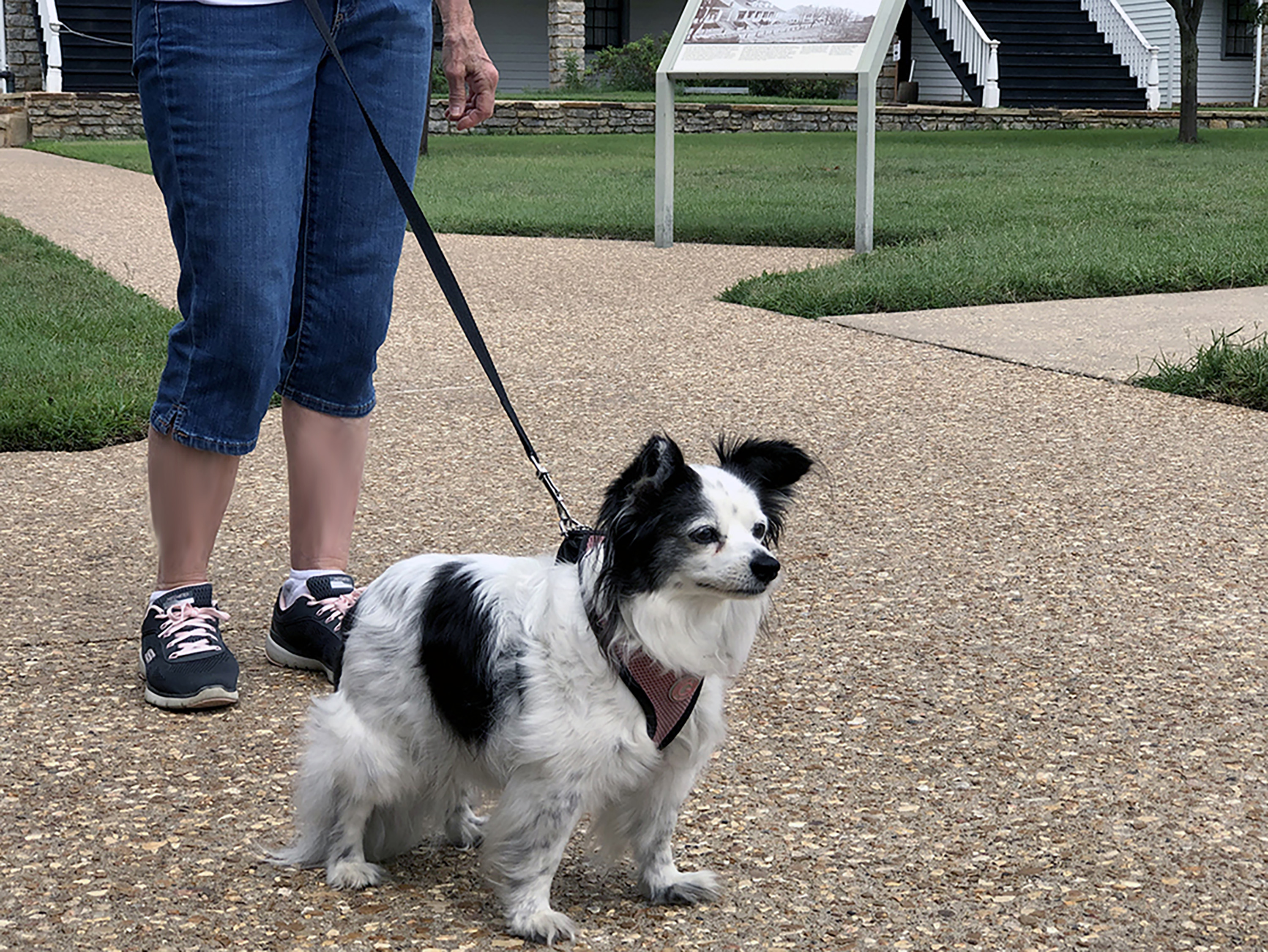Janette and Freckles Image of a small black and white dog on a leash.