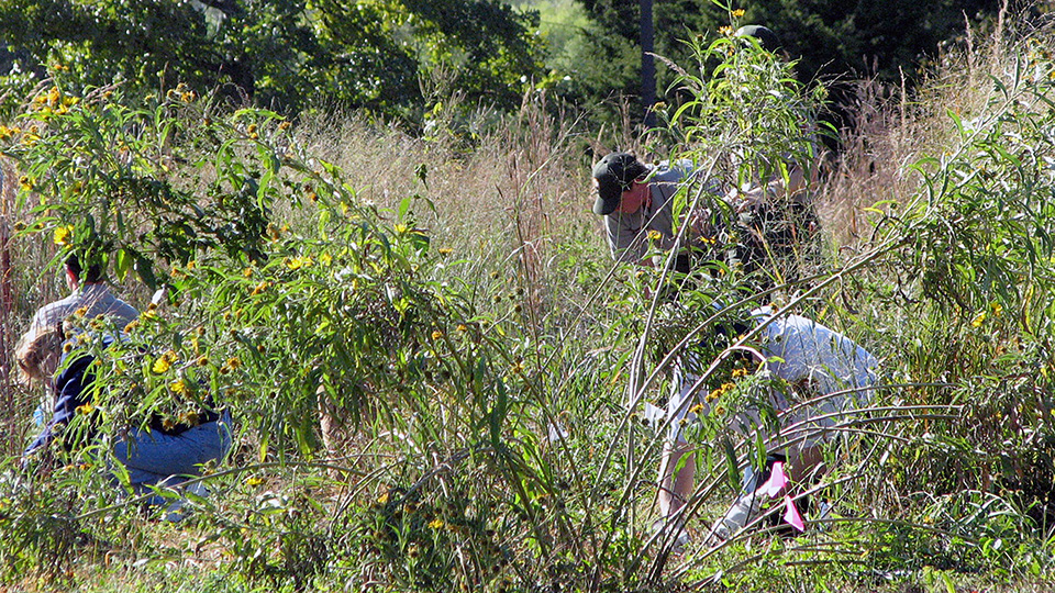 Volunteers help park staff remove invasive plants from the restored tallgrass prairie.