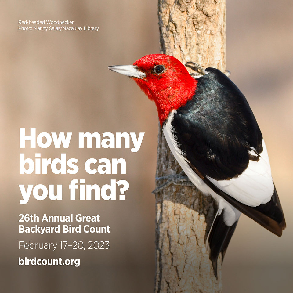 Red-headed Woodpecker on the side of a tree. Red-headed Woodpecker on the side of a tree.