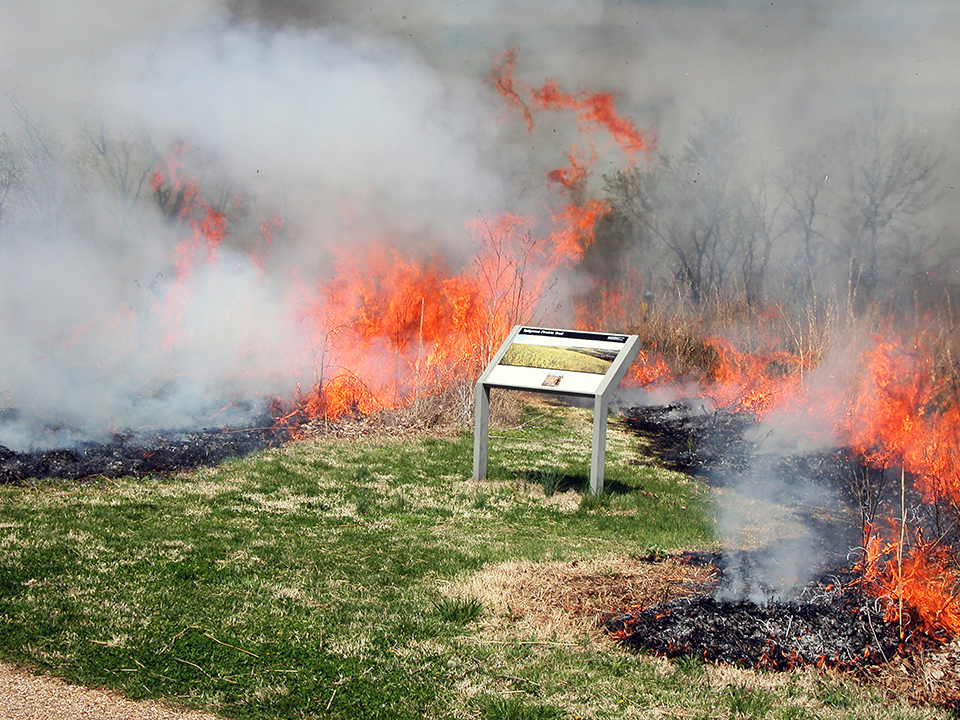 Rx fire at the entrance of the Tallgrass Prairie Trail. Tallgrass prairie grass burning near the wayside sign at the entrance of the Tallgrass Prairie Trail.