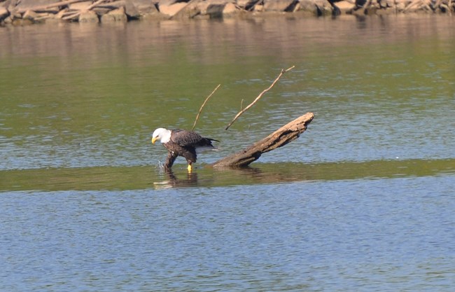 A bald eagle claws below the surface of the water in search of tasty turtles. A bald eagle claws below the surface of the water in search of tasty turtles.
