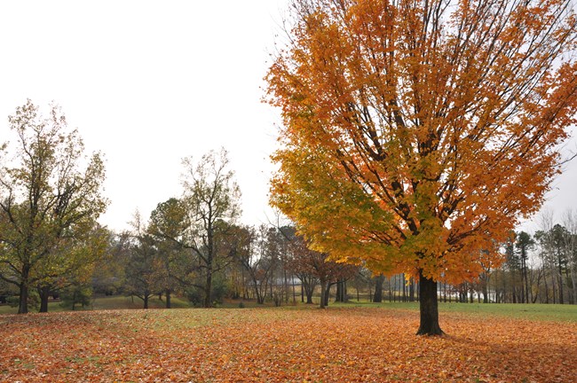 A sugar maple sheds its leaves