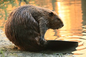 This IS a Beaver!