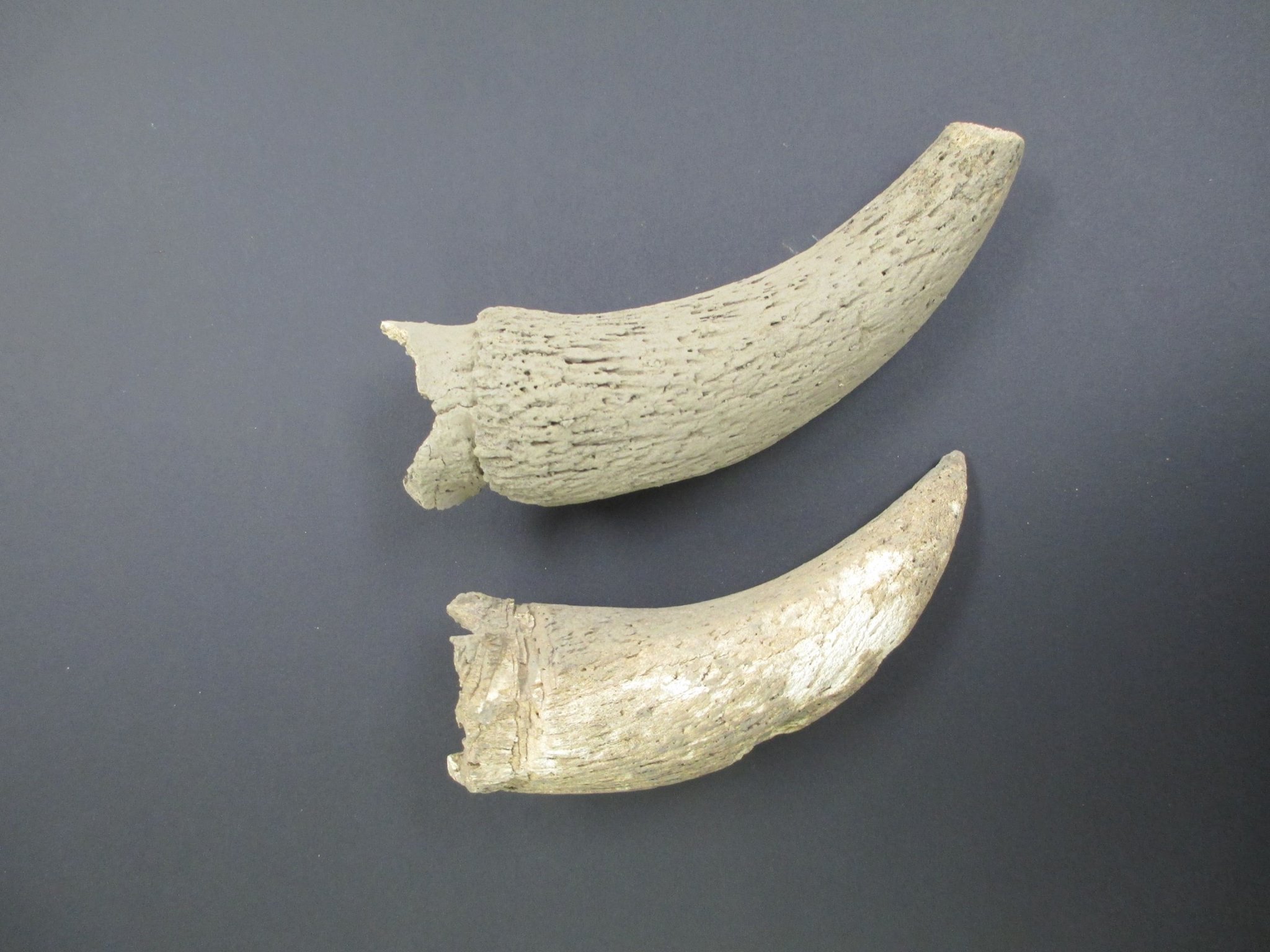 Animal Bones U S National Park Service animal-bones-u-s-national-park-service