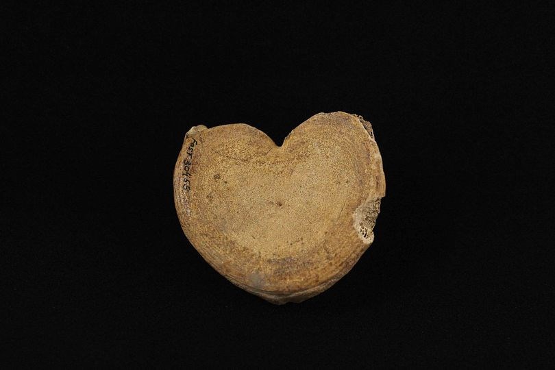 A pitted, flattened bone shaped like a heart. It is about the size of a woman's palm.