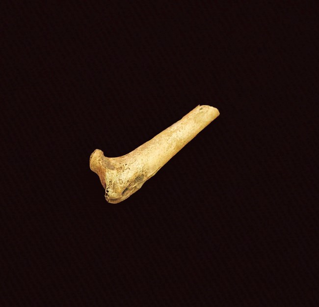 A small, dirty bone fragment that is shaped like a check mark.