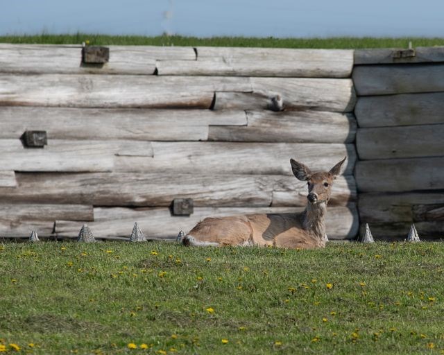 346295197_1368266680618406_6947968659230198544_n A female deer sits on her haunches in a verdant grassy field. You can see the tops of a picket fence stretching in front of her.