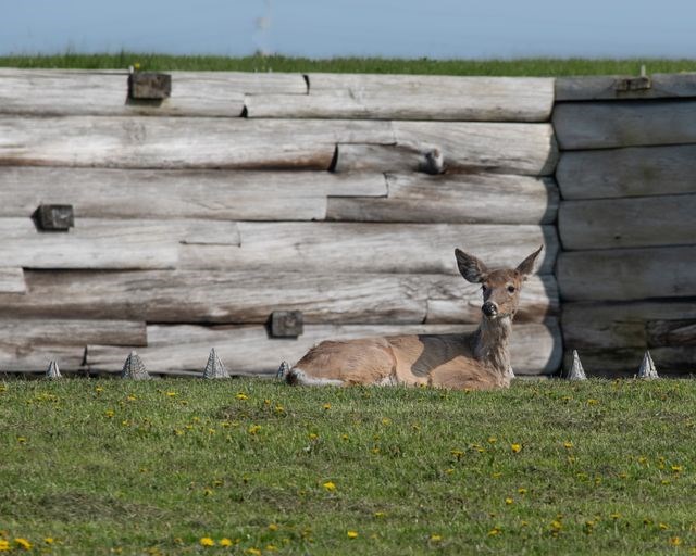 A female deer sits on her haunches in a verdant grassy field. You can see the tops of a picket fence stretching in front of her.