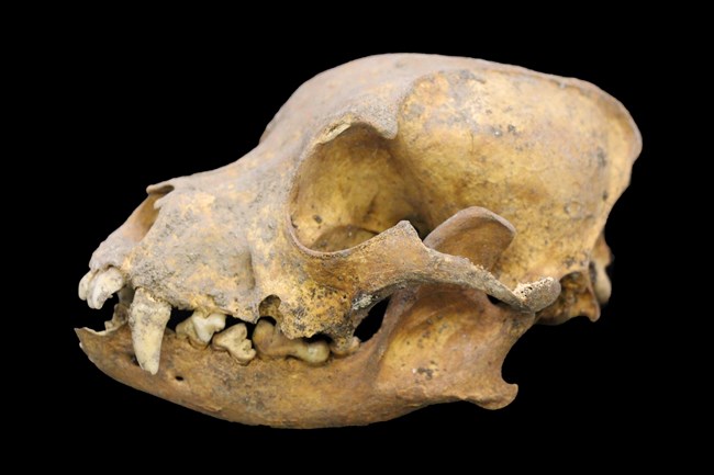 A smallish, yellowing skull with large canine teeth.