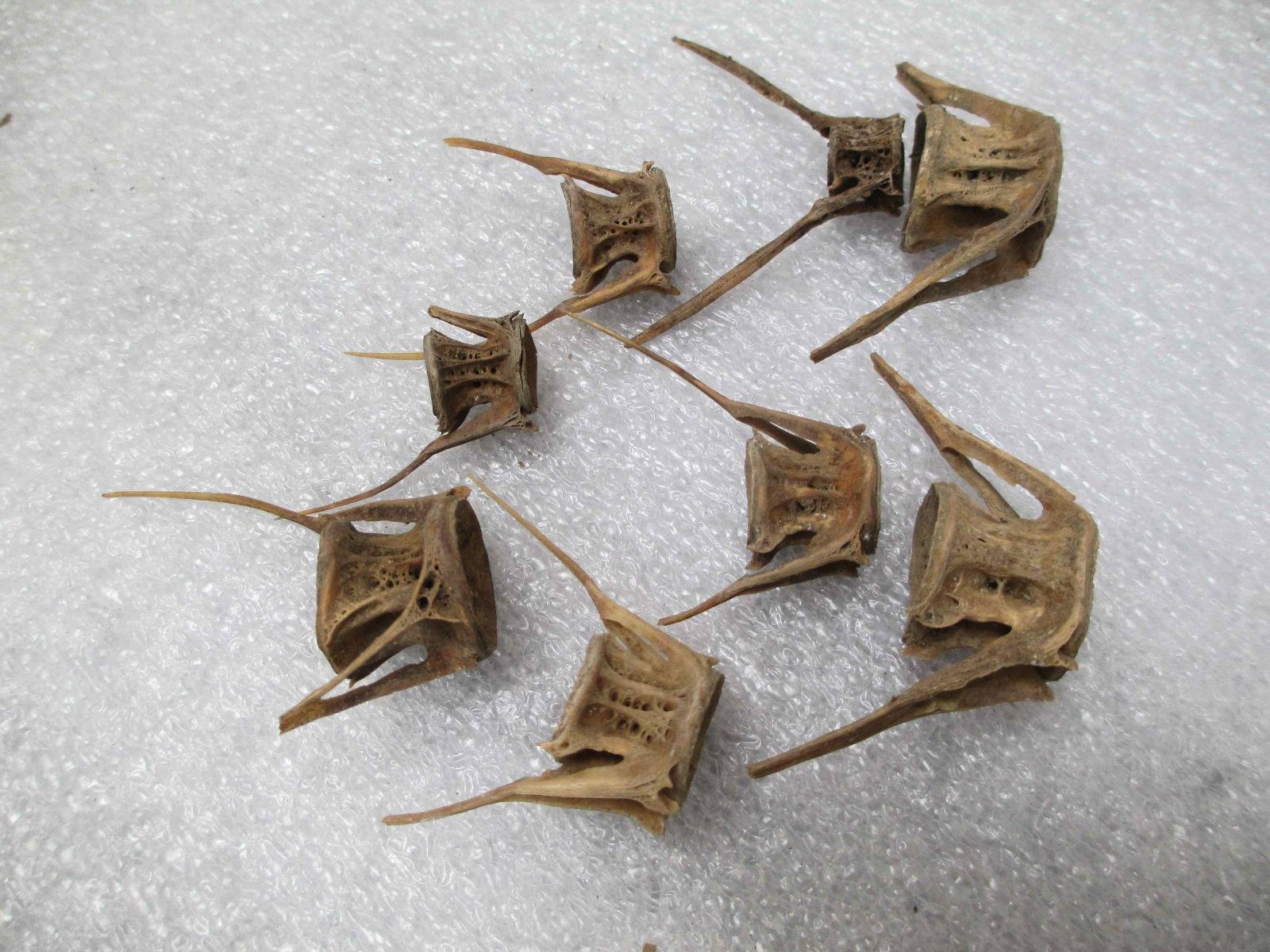 56652834_10156193369886367_872484316548956160_n About 10 bones scattered near each other. They are rectangular with two boney prongs on each.