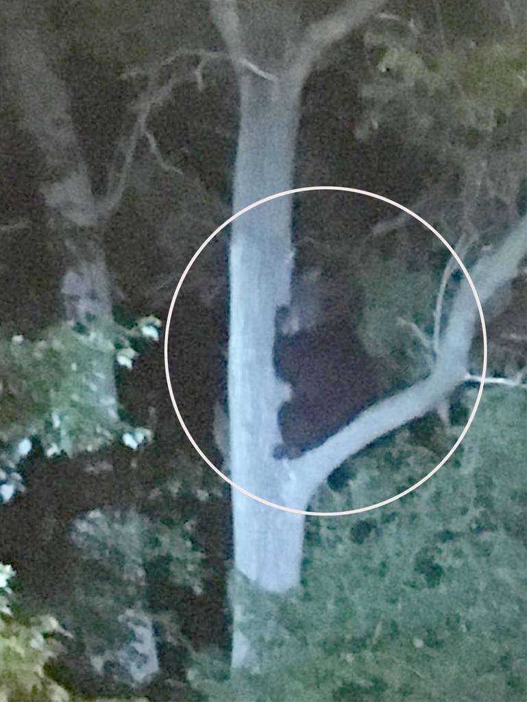 In a tree, at night, you can see a fuzzy black bear sitting on a branch about 15 feet up.