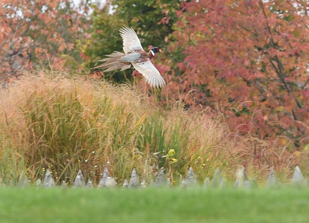 A bird larger than a chicken but smaller than a turkey, and looking like a combination of both, flies low over the grass surrounding the fort.