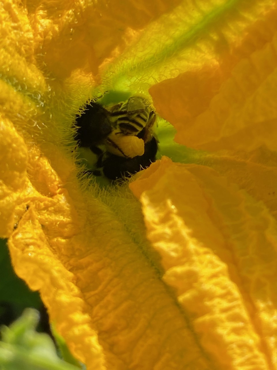 Two fuzzy, striped bees covered in pollen sit in a bright yellow flower, legs tangled together. 