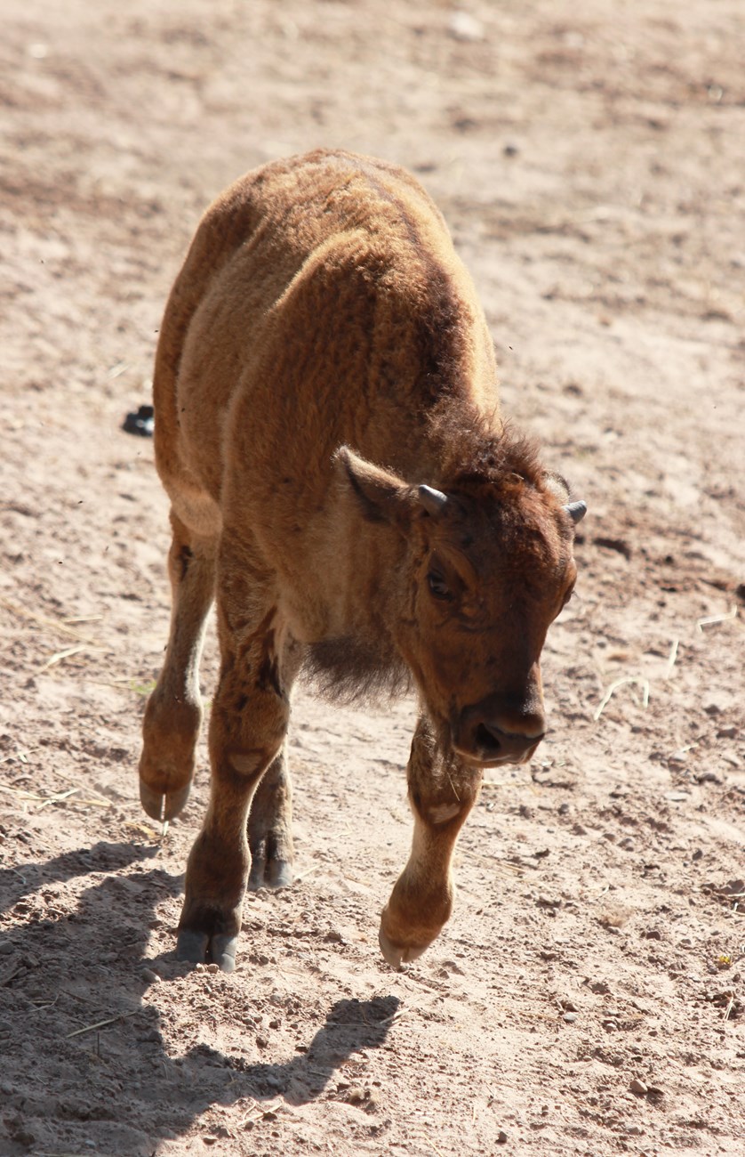 Madison A small fuzzy bison jumps towards the camera.