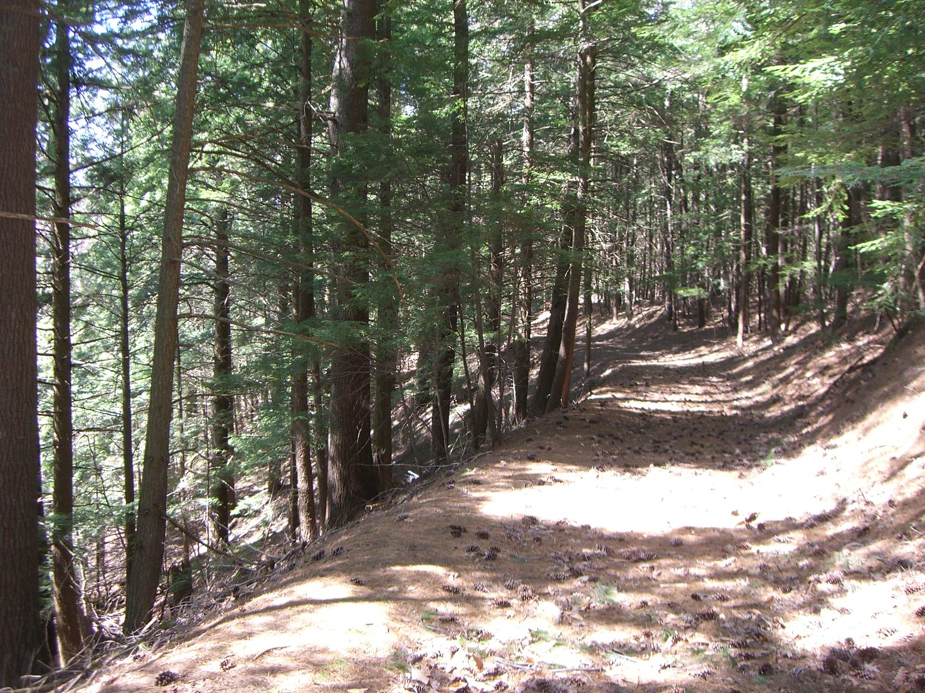 The a trail winds along a sand dune edge in the Rome Sand Plains Unique Area. This location has remained largely undeveloped since the 1700s and is now preserved by the State of New York and several private organizations.