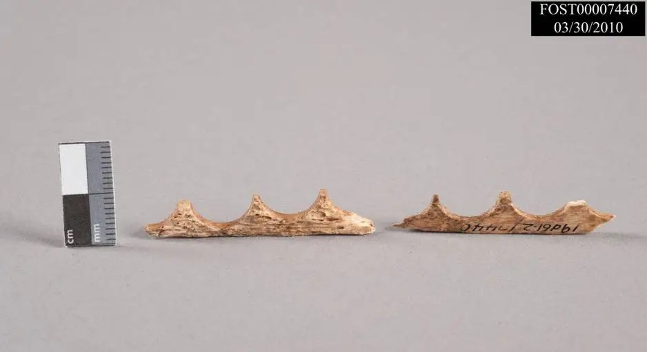 An odd looking, skinny piece of bone, that is smooth on one edge and has "bites" taken out of the other.