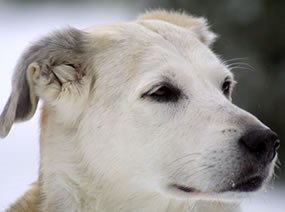 a beautiful dog! a beautiful dog!