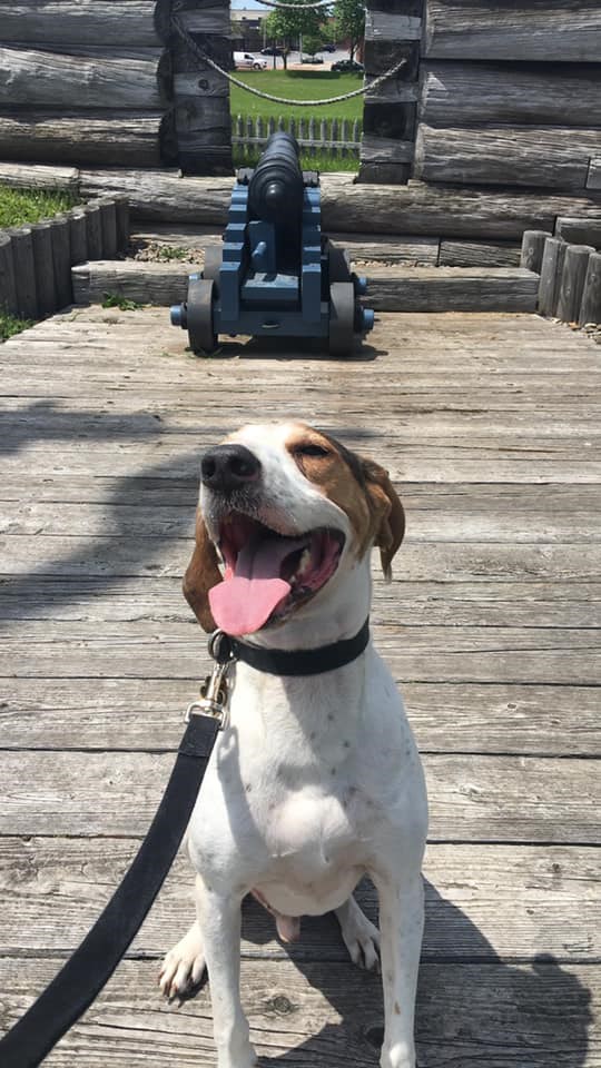 This good dog is visiting Fort Stanwix and being a responsible on leash canine.