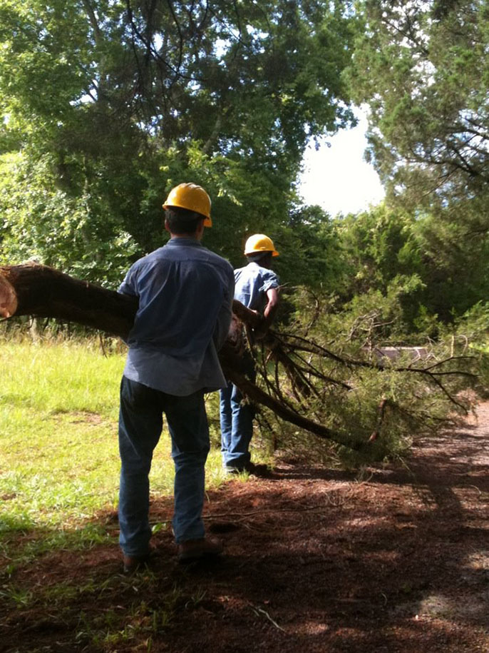 Two YCC members carry a cut tree.