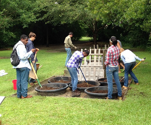 Students using shovels to replant rice in round tubs located in the ground.