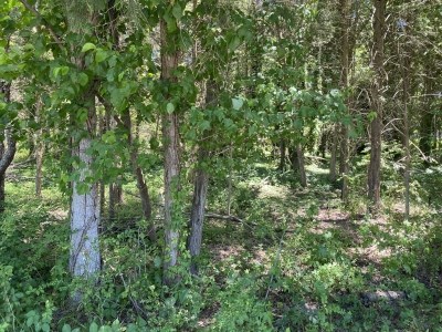 Piney woods with many trees and scrubby underbrush
