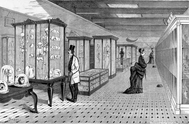 Engraving of 19th-century visitors perusing display cases filled with skulls and other bones
